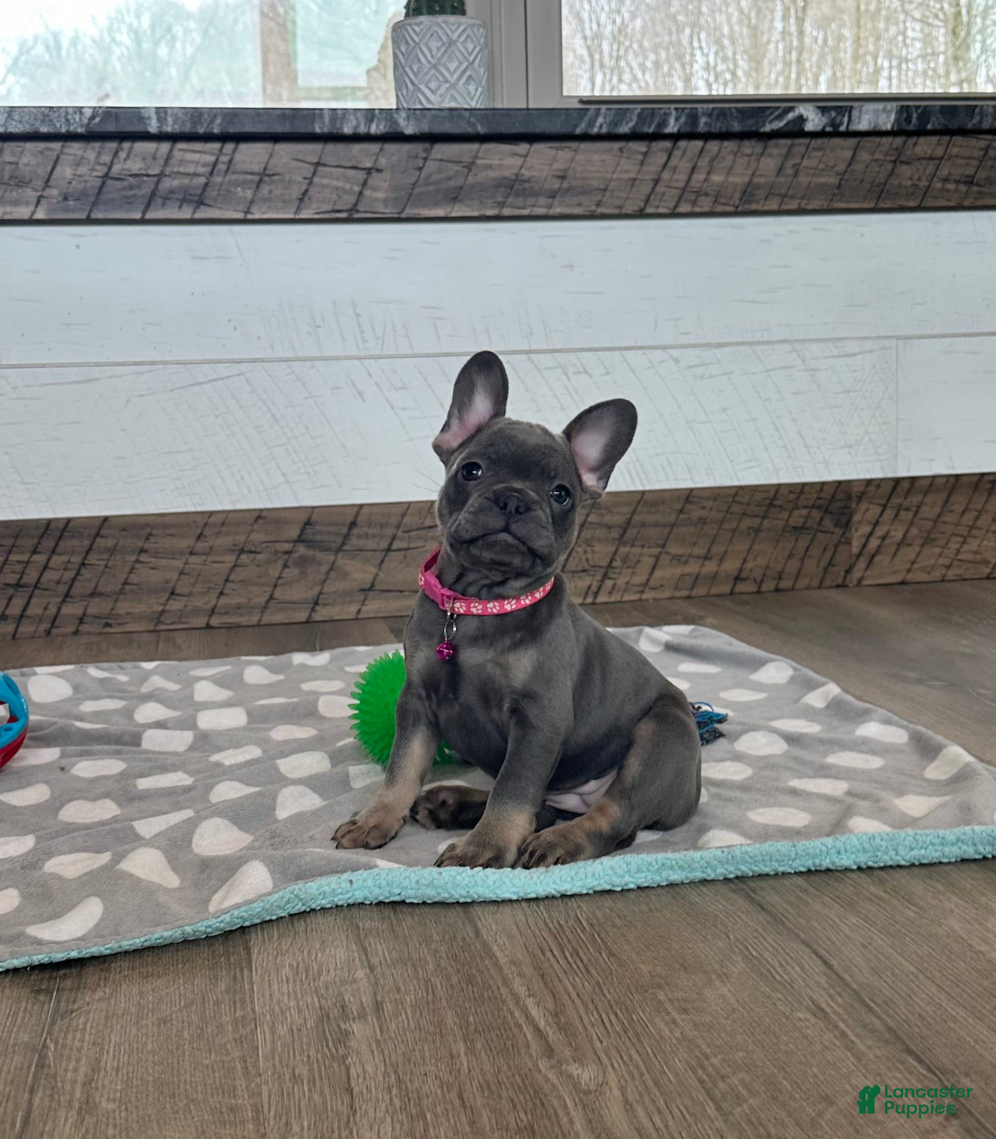 French Bulldog dogs Mila - Ad 2