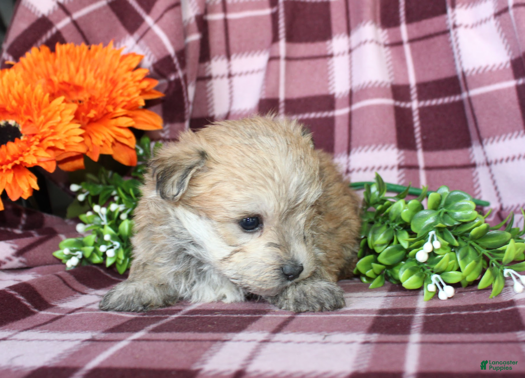 Morkie dogs for sale: Smurf - Ad 3