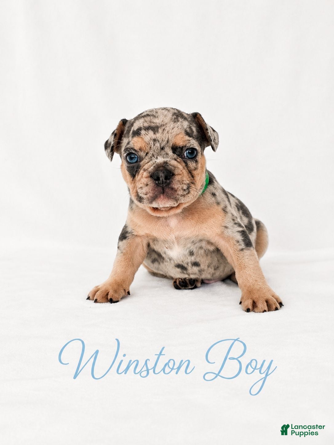French Bulldog dogs Winston Boy - Ad 1