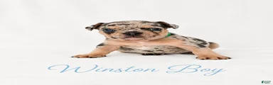 Winston Boy