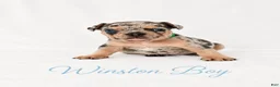 French Bulldog dogs for sale: Winston Boy - Ad 1