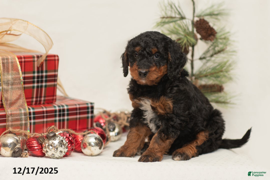 Mini Bernedoodle dogs for sale: Charlie - Ad 2
