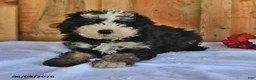 Bernedoodle dogs for sale: Zack - Ad 3