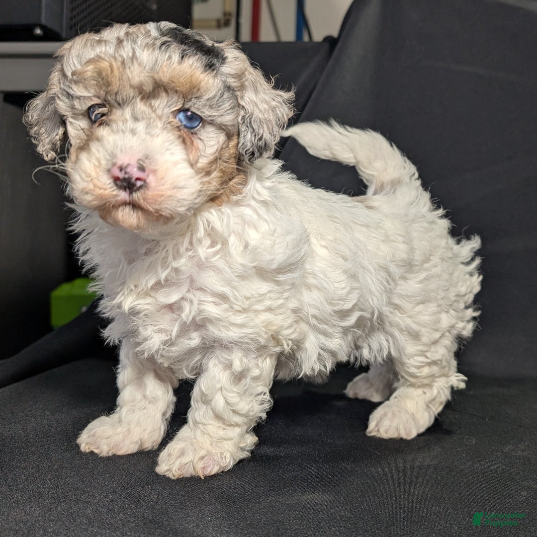 Mixed Breed dogs for sale: Molly  - Ad 2