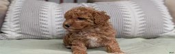 Havapoo dogs for sale: Tripp - Ad 4