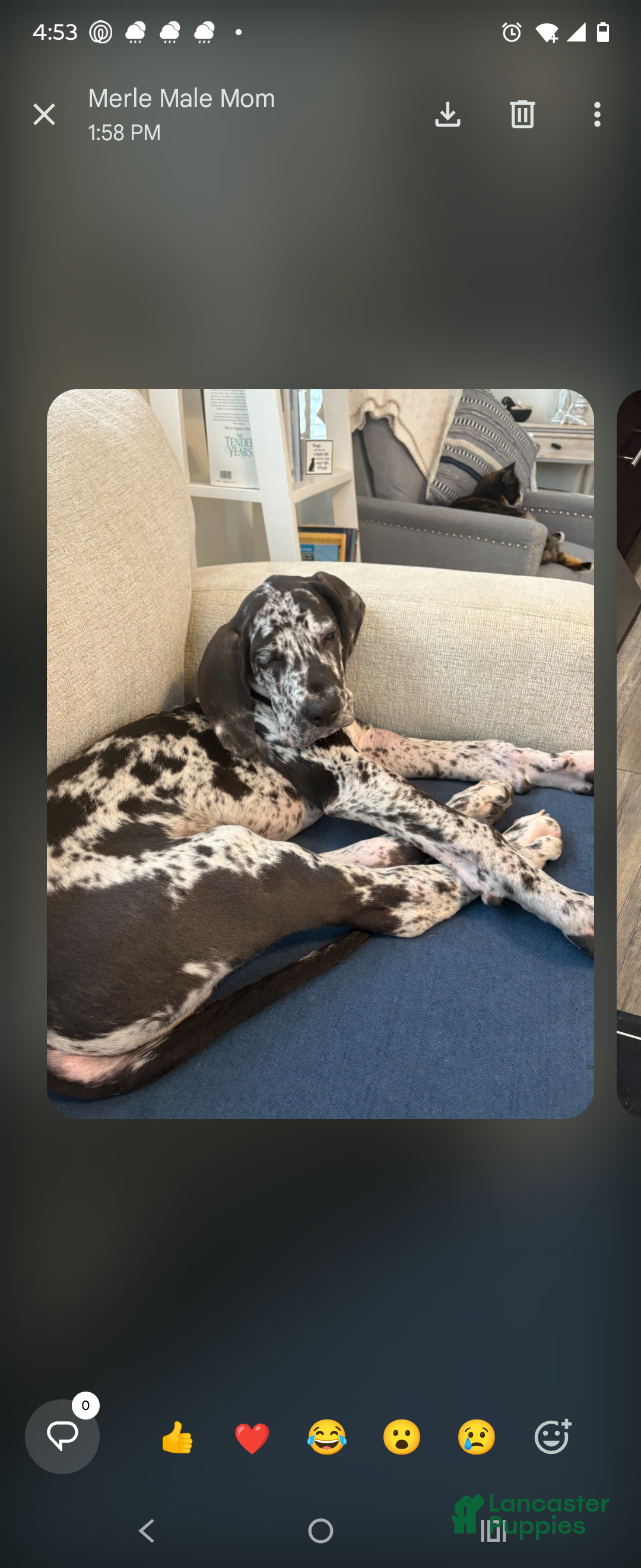 Great Dane dogs Winston - Ad 35