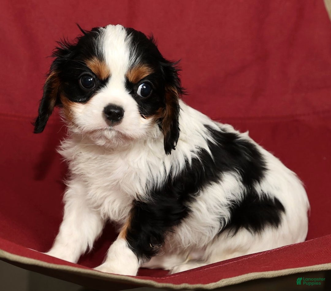Cavalier King Charles Spaniel dogs for sale: Benji - Ad 7