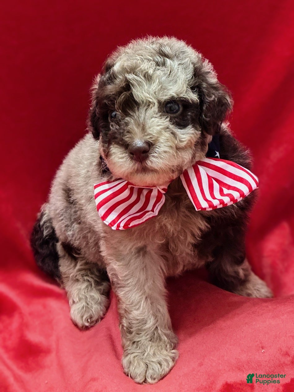 Mini Aussiedoodle dogs Benny - Ad 1