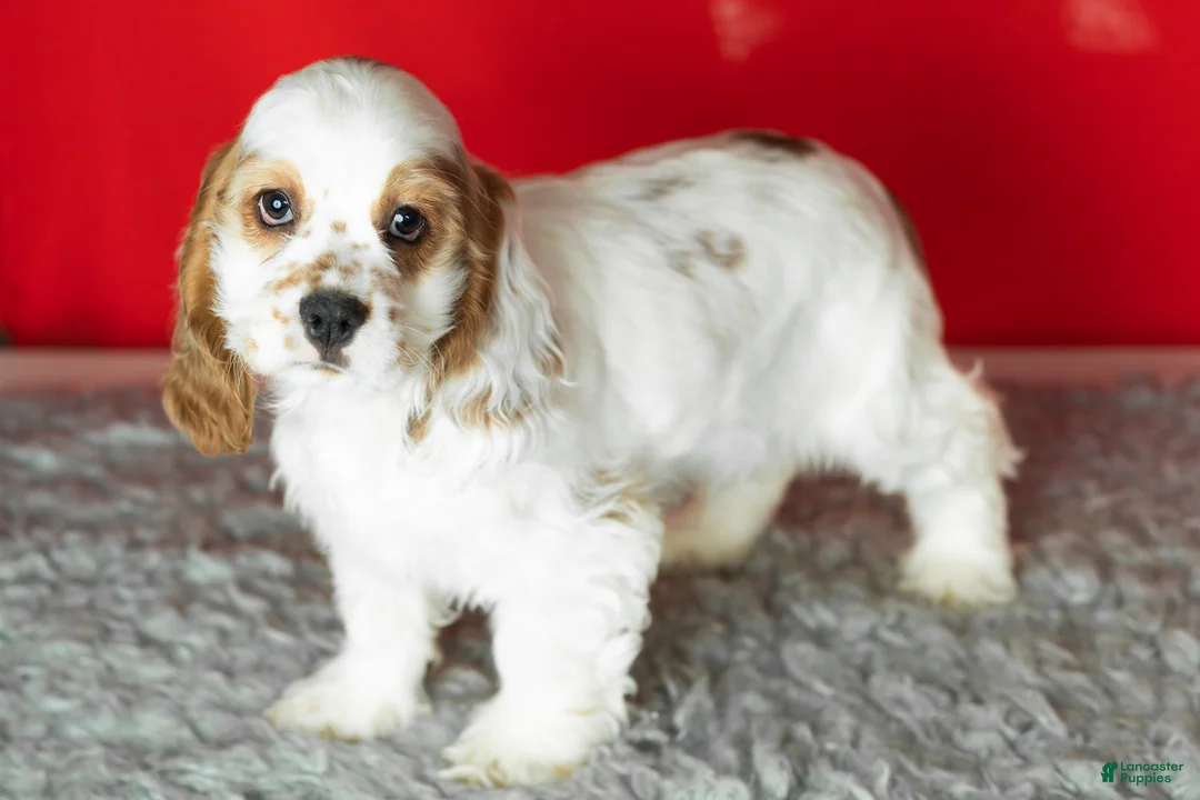 Cocker Spaniel dogs for sale: Freckles  - Ad 3