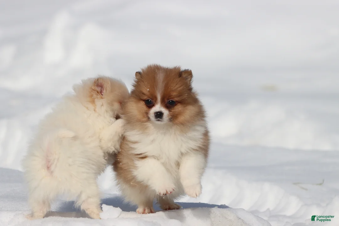 Pomeranian dogs for sale: Pretty Boy - Ad 2