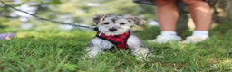 Morkie dogs for sale: Levi - Ad 8