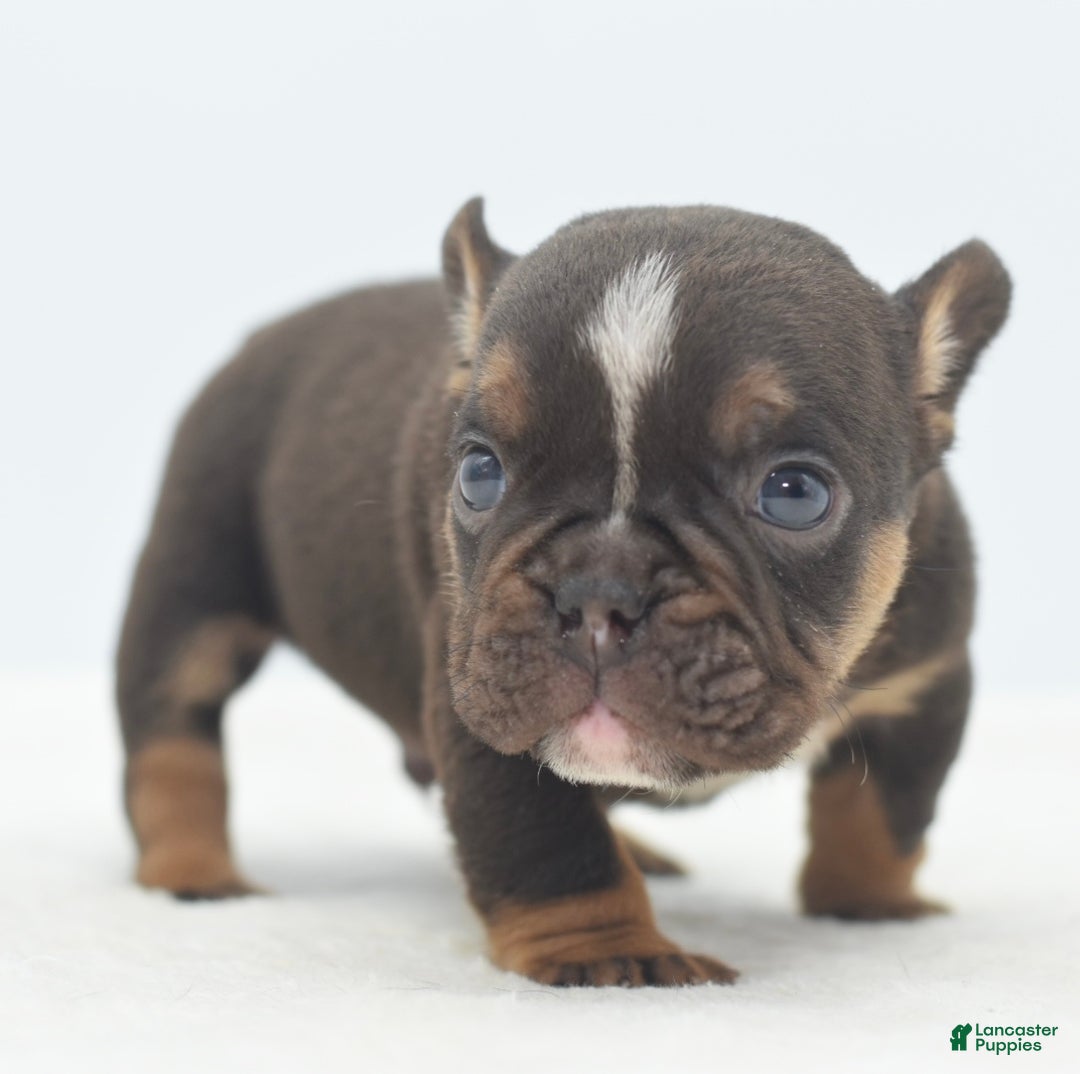 Mixed Breed dogs for sale: Kong micro bully hybrid  - Ad 5
