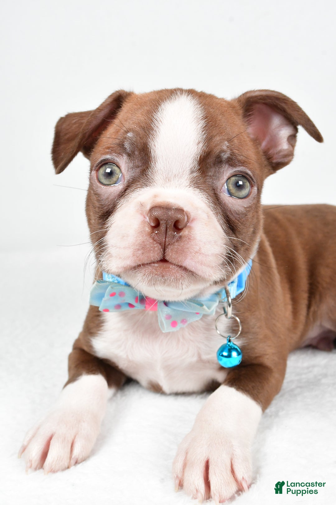 Boston Terrier dogs for sale: Wes - Ad 3