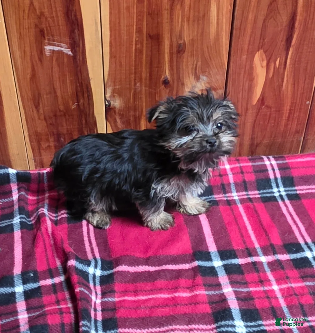 Yorkshire Terrier dogs for sale: Little one - Ad 8