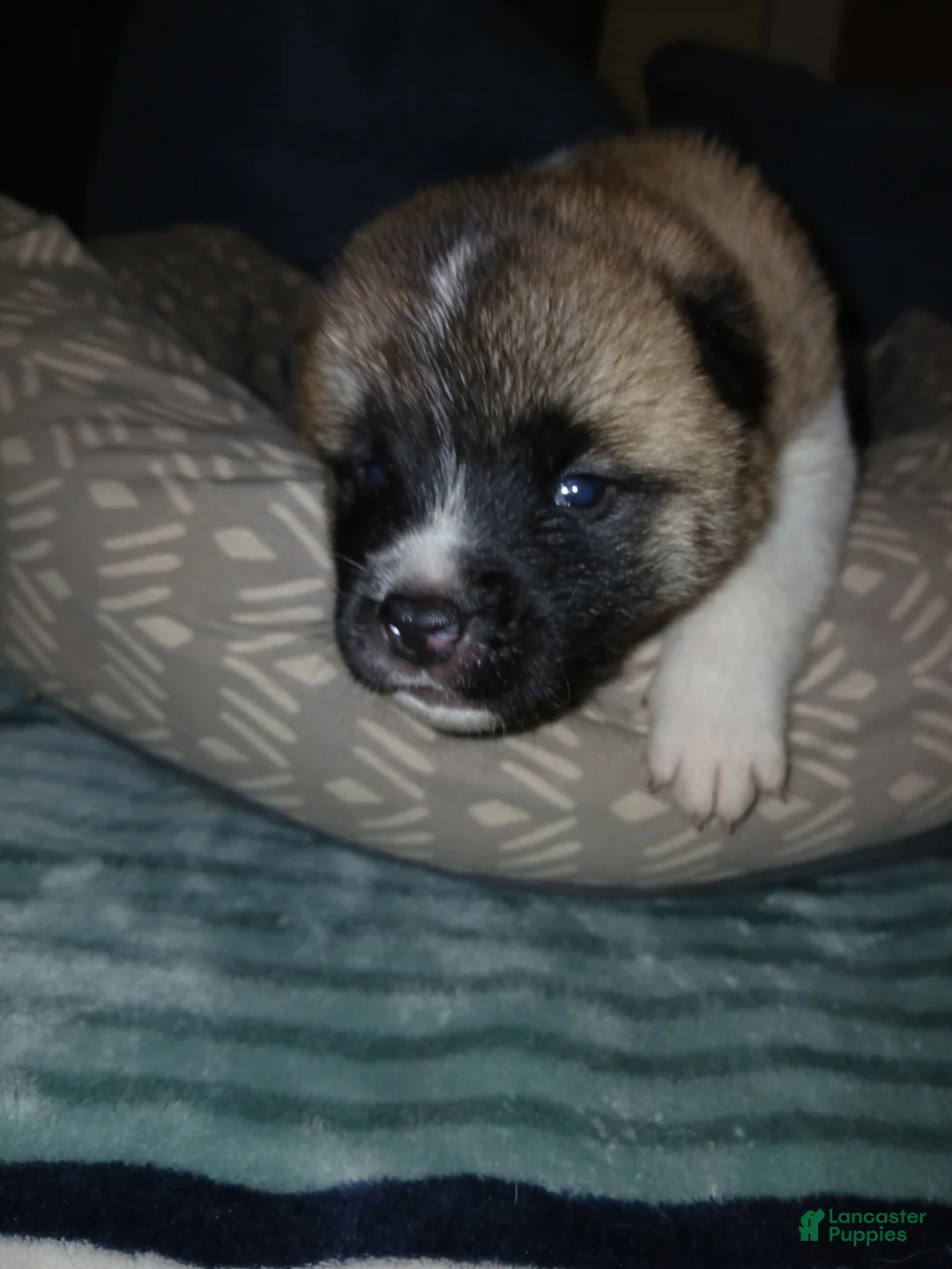 Akita dogs for sale: Briar - Ad 1