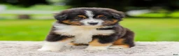 Miniature Australian Shepherd dogs for sale: Calvin - Ad 3