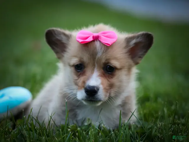 Welsh Corgi Pembroke dogs for sale: Shelby🎀 - Ad 1