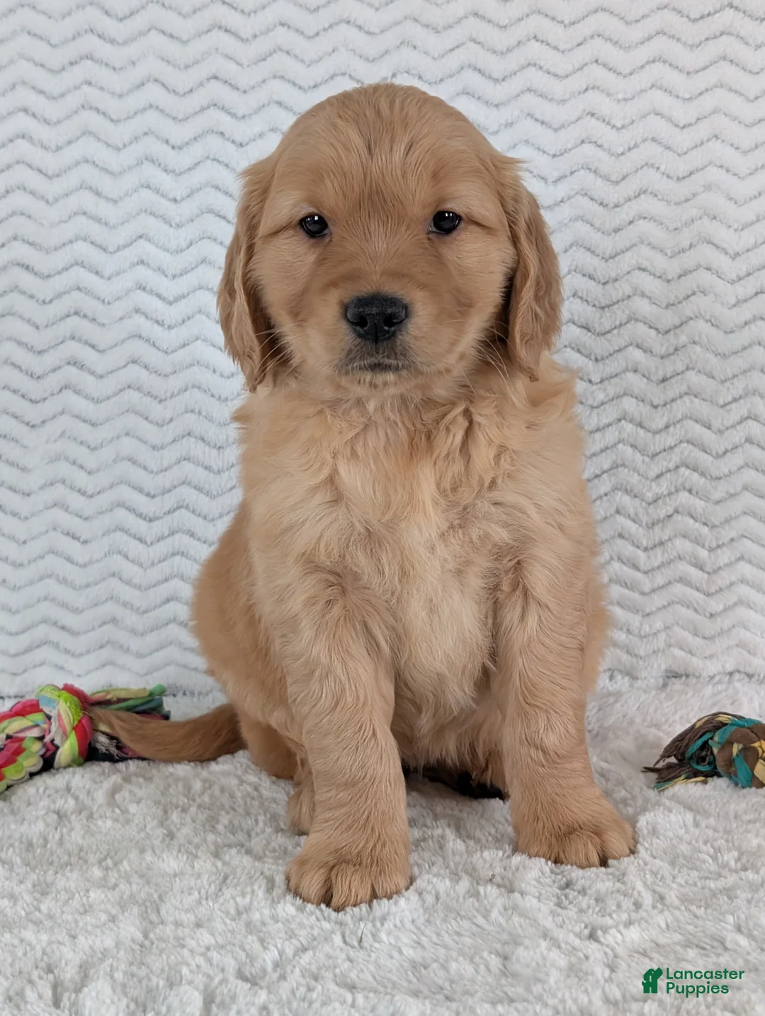 Golden Retriever dogs for sale: Miss Daisy  - Ad 7