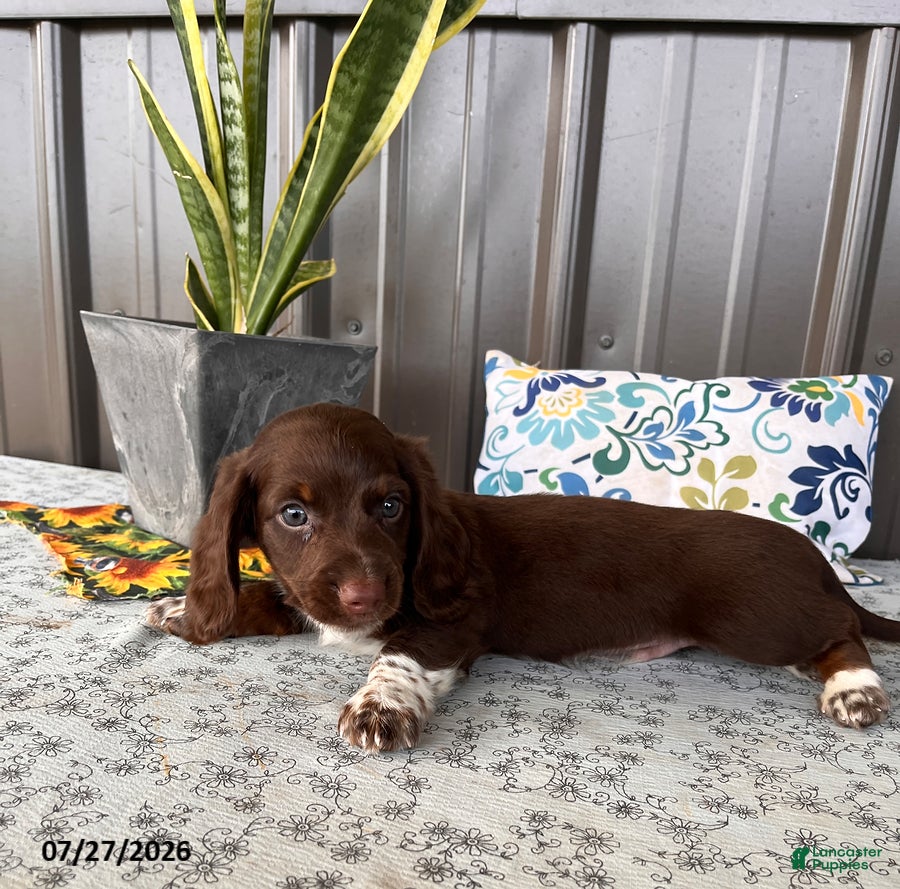 Miniature Dachshund dogs Gordy - Ad 2