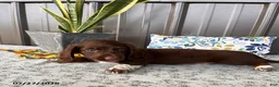 Miniature Dachshund dogs for sale: Gordy - Ad 2
