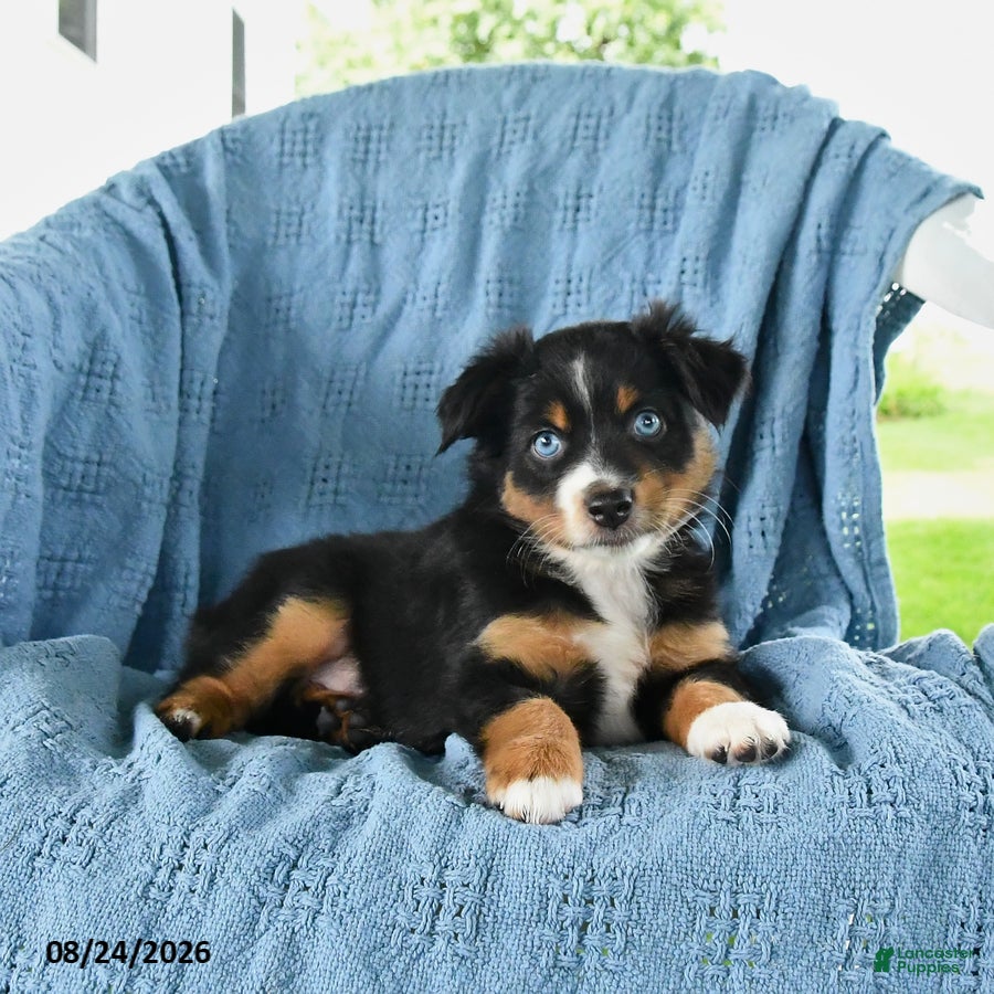 Miniature Australian Shepherd dogs Baby Blue - Ad 2