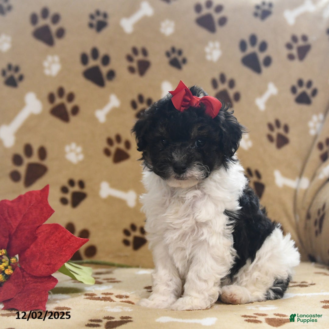 Toy Poodle dogs for sale: Oreo - Ad 2