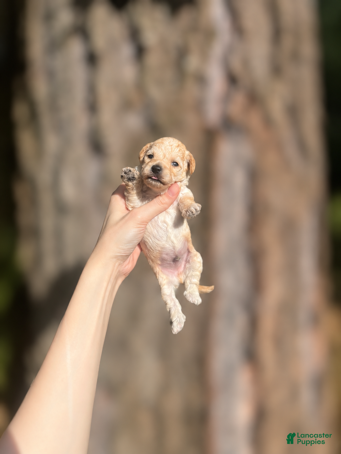 Toy Poodle dogs Jimmy - Ad 1