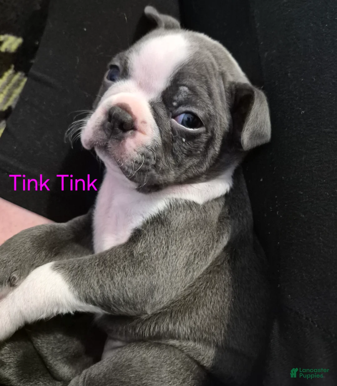 Boston Terrier dogs for sale: Tink Tink - Ad 3