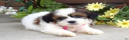 Teddy Bear dogs for sale: Rose - Ad 7