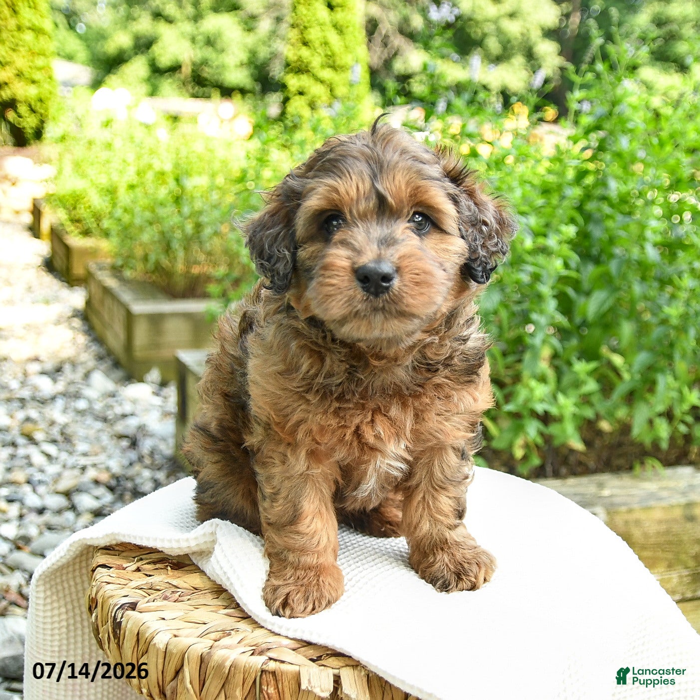 Shihpoo dogs Nathan - Ad 2