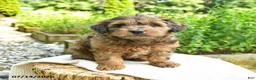 Shihpoo dogs for sale: Nathan - Ad 2