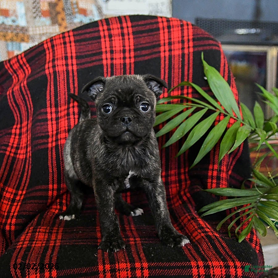 Mixed Breed dogs Amber - Ad 2