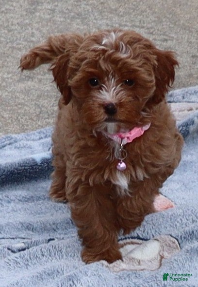 Havapoo dogs Ember 🌷👨‍👨‍👧‍👦💞🐕 - Ad 3