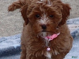 Havapoo dogs Ember 🌷👨👨👧👦💞🐕 - Ad 3