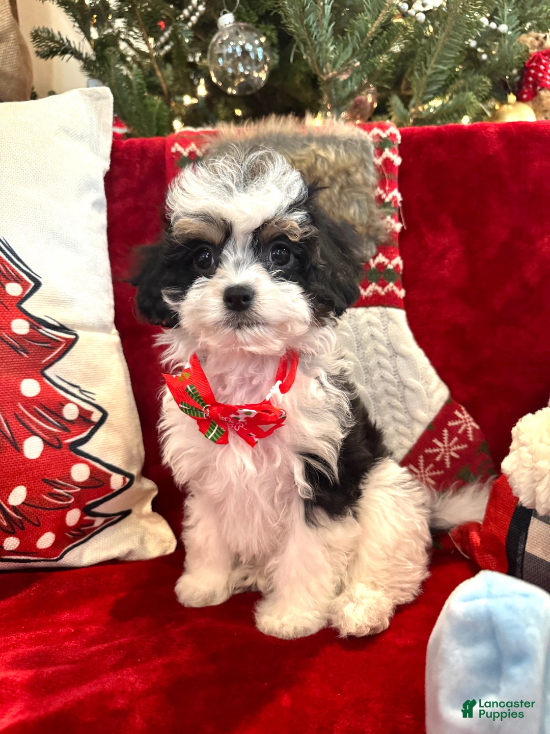 Cavapoo dogs for sale: Mistletoe  - Ad 2