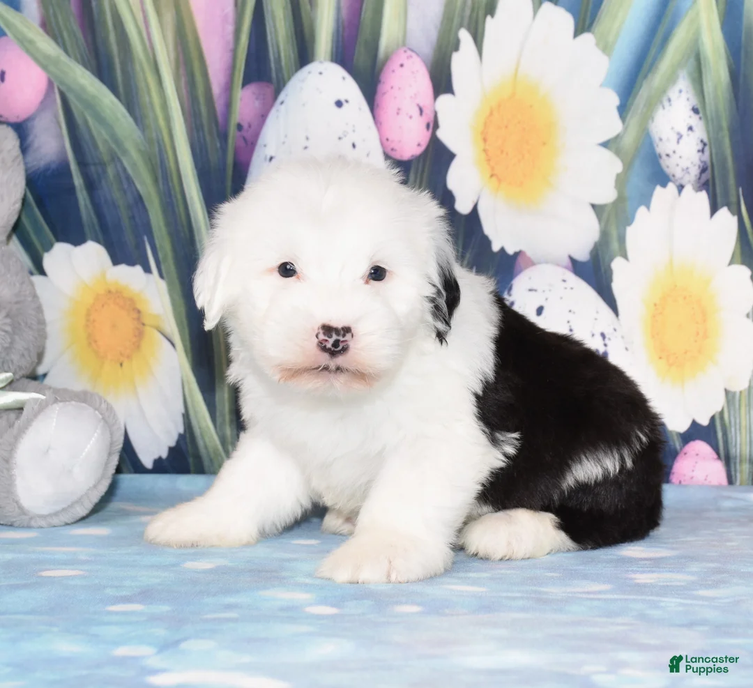 Old English Sheepdog dogs for sale: Theo - Ad 1
