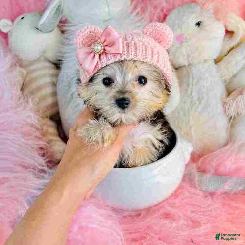 Morkie dogs Morkie 1 - Ad 1