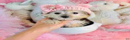 Morkie dogs for sale: Morkie 1 - Ad 1
