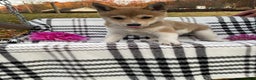 Shiba Inu dogs for sale: Spot - Ad 1