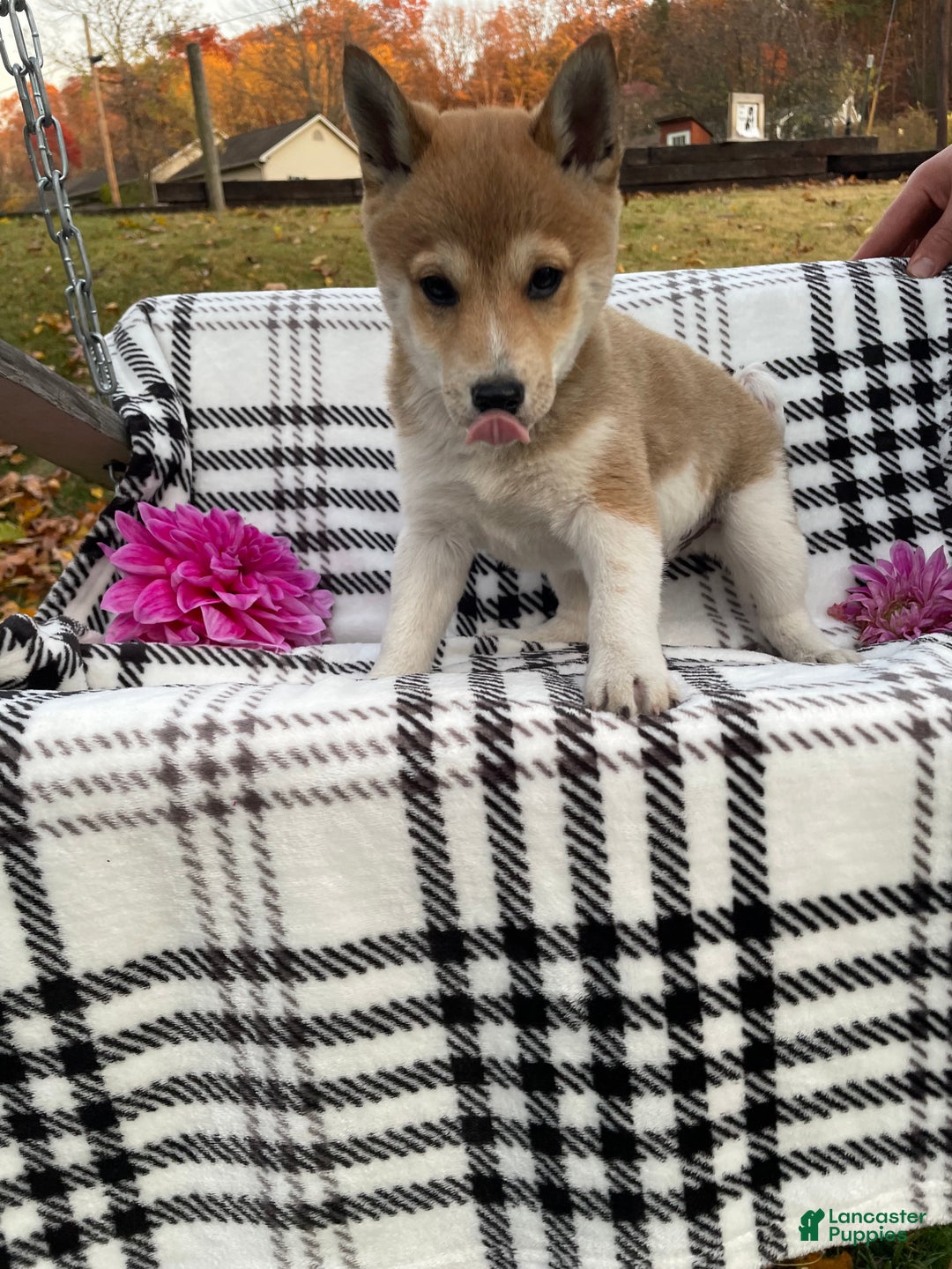 Shiba Inu dogs for sale: Spot - Ad 1