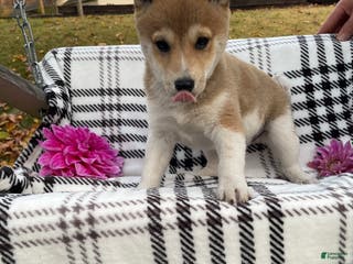 Shiba Inu dogs Spot - Ad 9