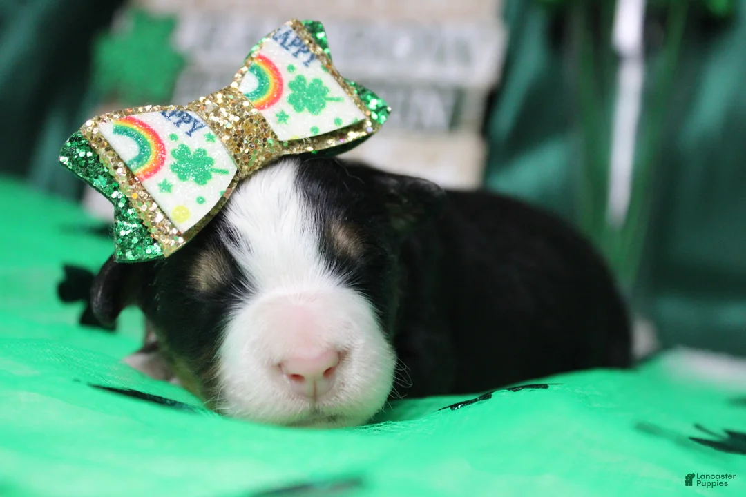 Bernese Mountain Dog dogs for sale: Natalie  - Ad 3