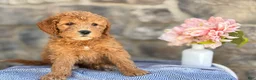 Goldendoodle dogs for sale: Mochi - Ad 9