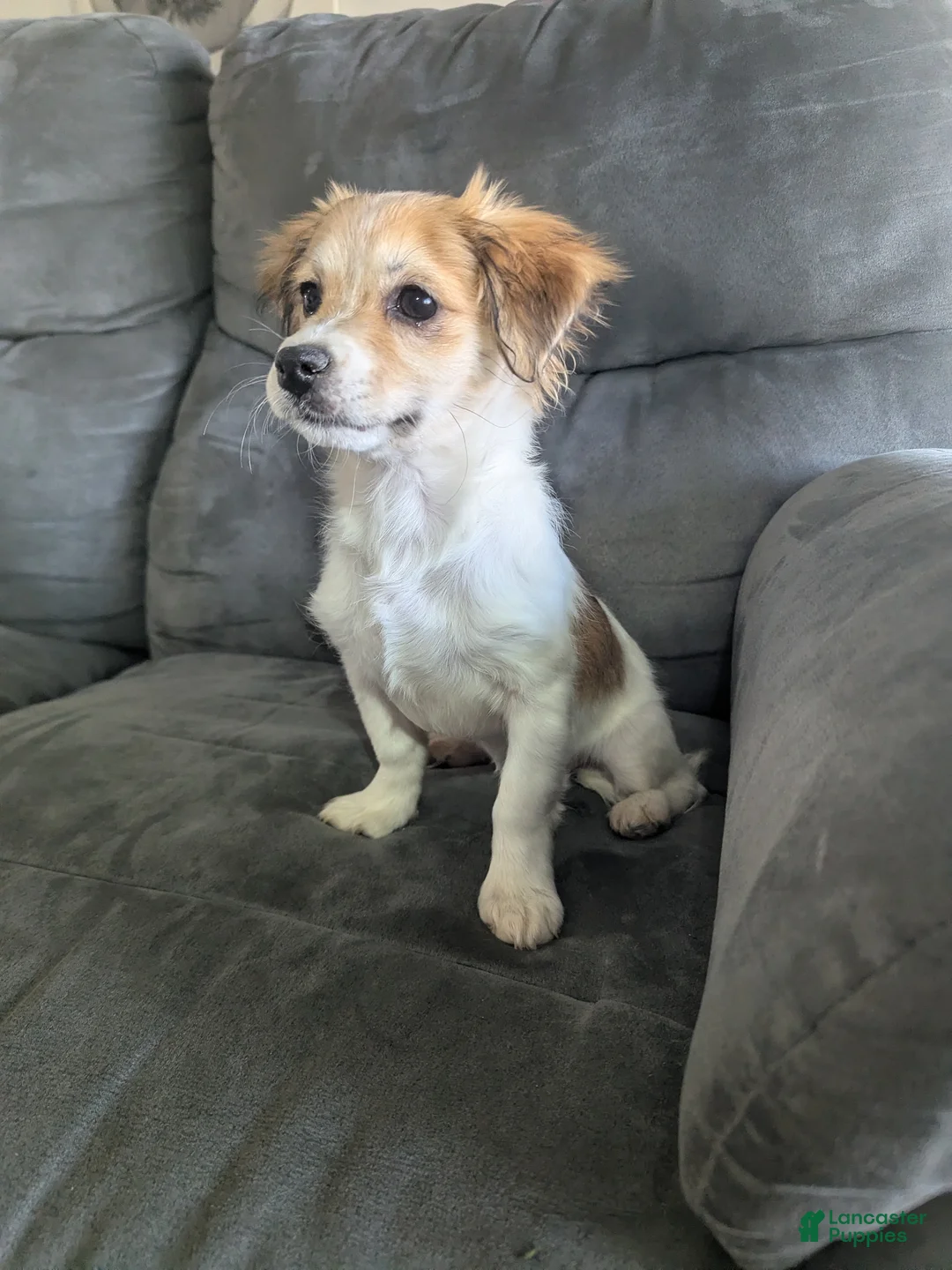 Havanese dogs for sale: Pebbles  - Ad 1