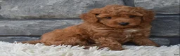 Toy Poodle dogs for sale: Cuddles  - Ad 3