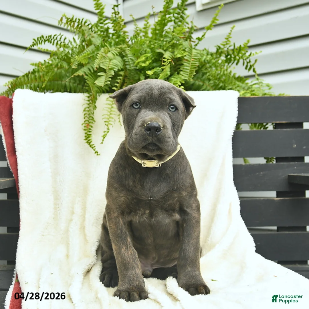 Cane Corso dogs for sale: Dusty  - Ad 1