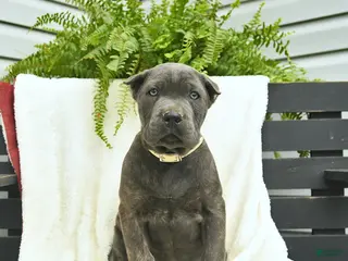 Cane Corso dogs for sale: Dusty - Ad 1