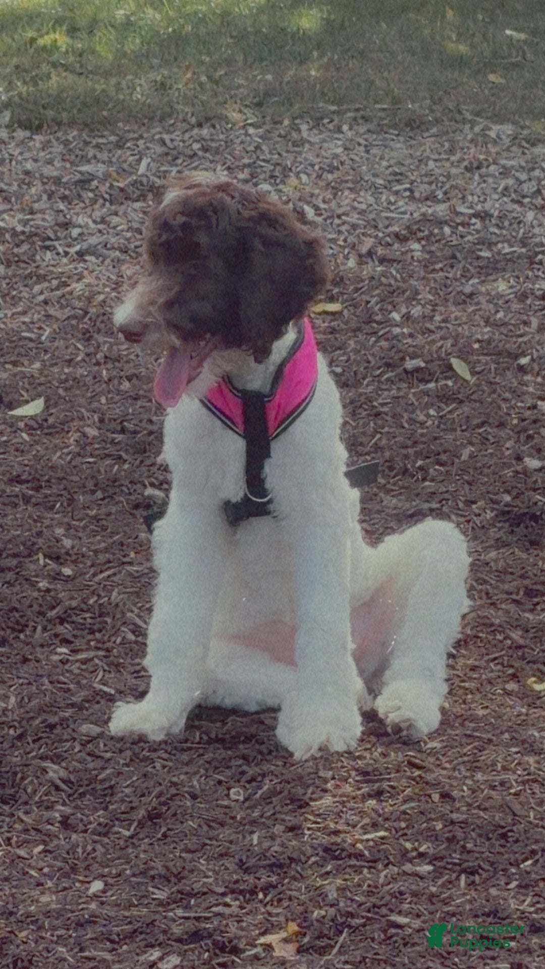 Goldendoodle dogs for sale: Goldendoodle Puppy 1 - Ad 4