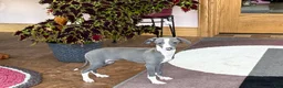 Italian Greyhound dogs for sale: Italian Greyhound 3 blue girl  - Ad 5