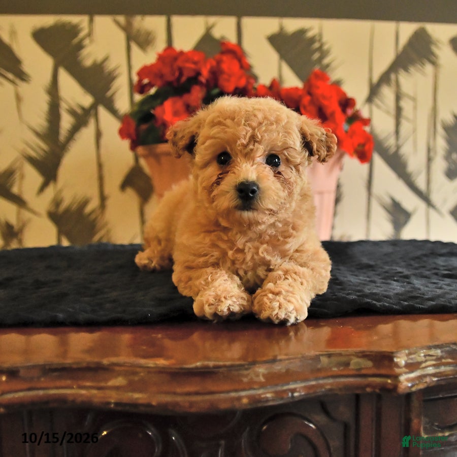 Bichpoo dogs Krystal - Ad 1
